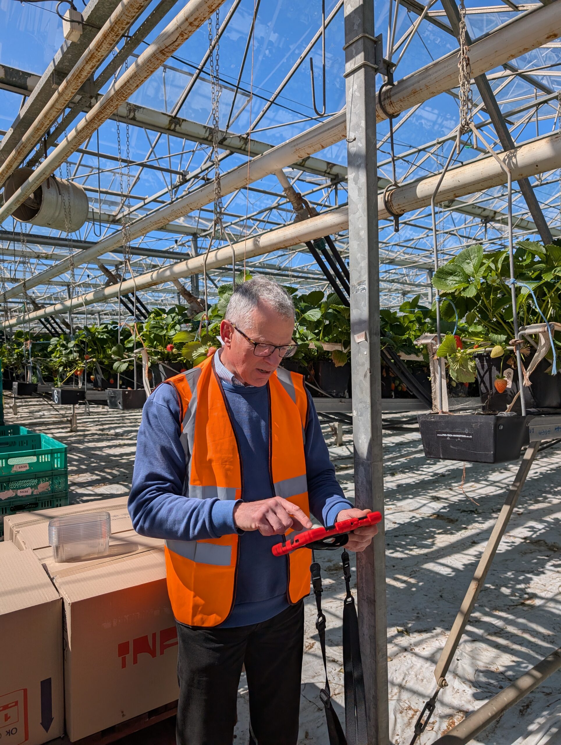 Flexifarm in use on a strawberry farm